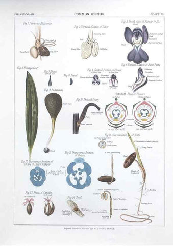 Reproducción/Reproduction 7163901965: The botanical atlas :. New York :The Century Co.,1883.