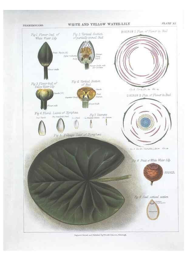Reproducción/Reproduction 7163903573: The botanical atlas :. New York :The Century Co.,1883.