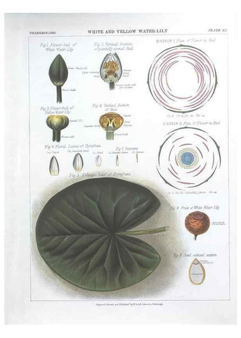 Reproducción/Reproduction 7163903573: The botanical atlas :. New York :The Century Co.,1883.