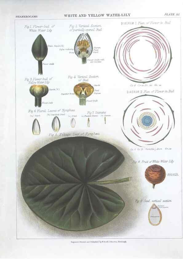 Reproducción/Reproduction 7163903573: The botanical atlas :. New York :The Century Co.,1883.