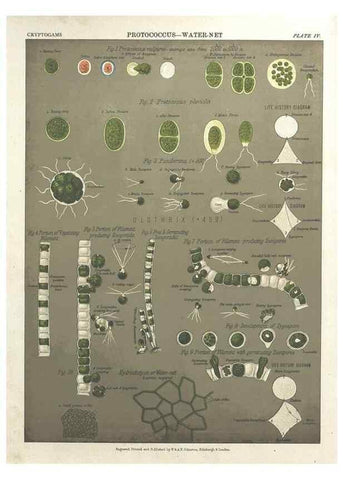 Reproducción/Reproduction 7351341316: The botanical atlas :. New York :The Century Co.,1883.