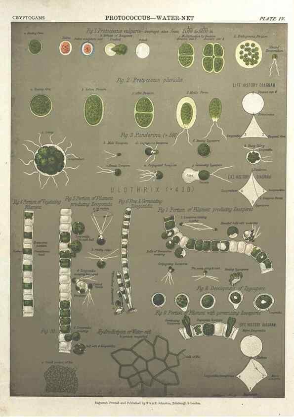 Reproducción/Reproduction 7351341316: The botanical atlas :. New York :The Century Co.,1883.