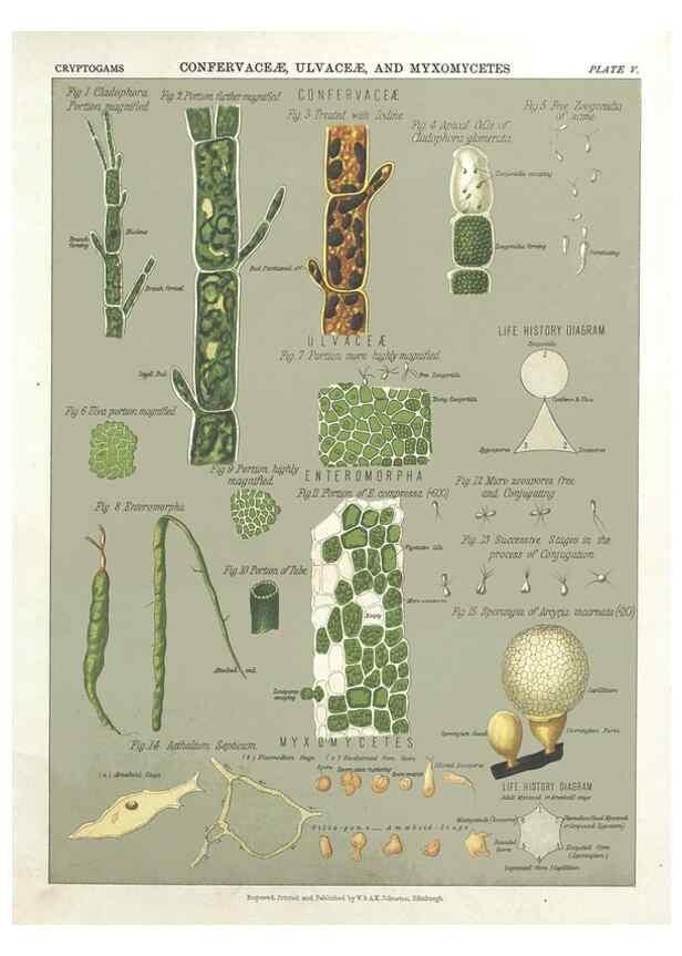 Reproducción/Reproduction 7166131677: The botanical atlas :. New York :The Century Co.,1883.