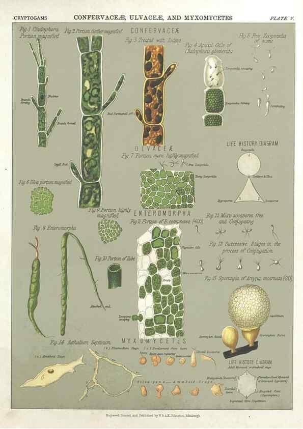 Reproducción/Reproduction 7166131677: The botanical atlas :. New York :The Century Co.,1883.
