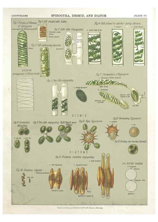 Reproducción/Reproduction 7166132215: The botanical atlas :. New York :The Century Co.,1883.