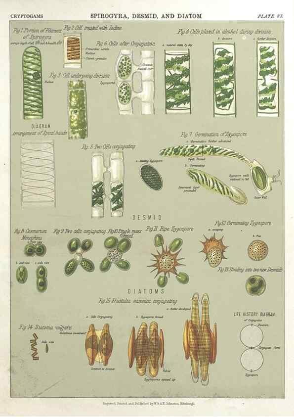 Reproducción/Reproduction 7166132215: The botanical atlas :. New York :The Century Co.,1883.