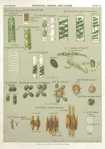 Reproducción/Reproduction 7166132215: The botanical atlas :. New York :The Century Co.,1883.