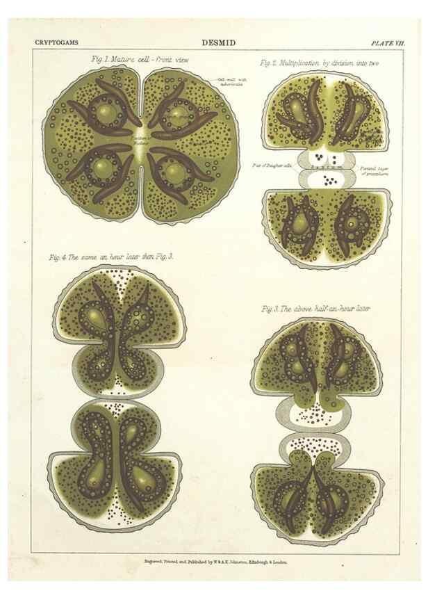 Reproducción/Reproduction 7351343140: The botanical atlas :. New York :The Century Co.,1883.