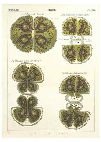 Reproducción/Reproduction 7351343140: The botanical atlas :. New York :The Century Co.,1883.