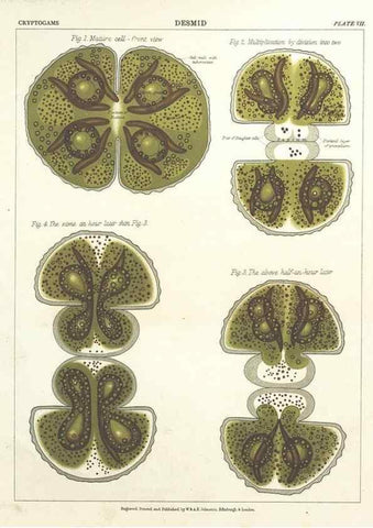Reproducción/Reproduction 7351343140: The botanical atlas :. New York :The Century Co.,1883.