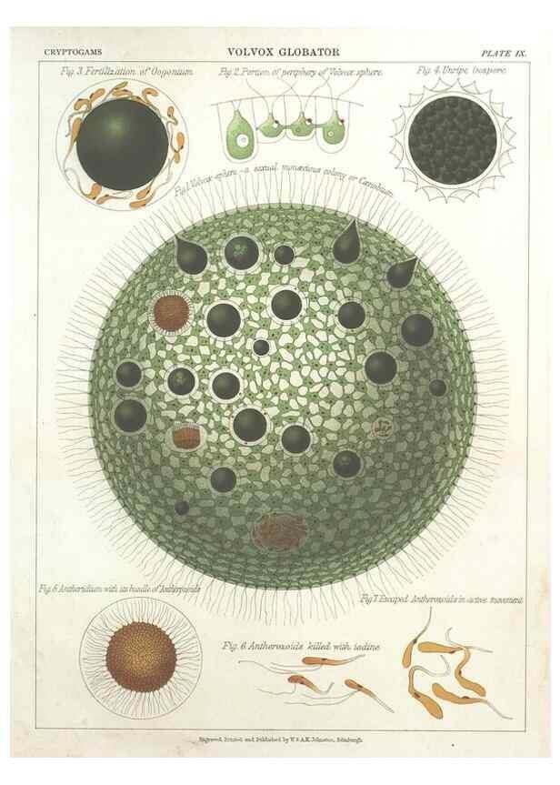 Reproducción/Reproduction 7166133551: The botanical atlas :. New York :The Century Co.,1883.