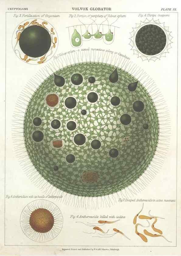 Reproducción/Reproduction 7166133551: The botanical atlas :. New York :The Century Co.,1883.