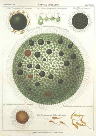 Reproducción/Reproduction 7166133551: The botanical atlas :. New York :The Century Co.,1883.