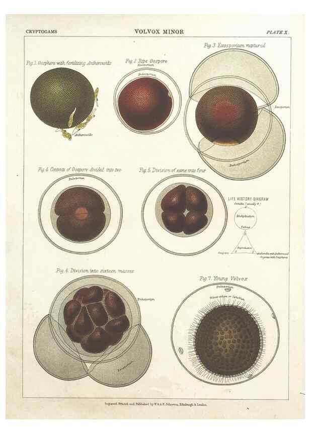 Reproducción/Reproduction 7166134165: The botanical atlas :. New York :The Century Co.,1883.