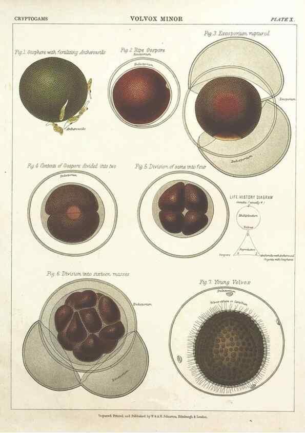 Reproducción/Reproduction 7166134165: The botanical atlas :. New York :The Century Co.,1883.