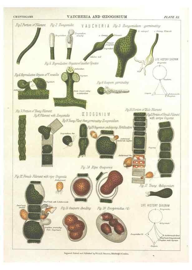 Reproducción/Reproduction 7166134601: The botanical atlas :. New York :The Century Co.,1883.