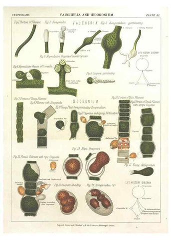 Reproducción/Reproduction 7166134601: The botanical atlas :. New York :The Century Co.,1883.