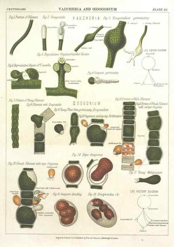 Reproducción/Reproduction 7166134601: The botanical atlas :. New York :The Century Co.,1883.