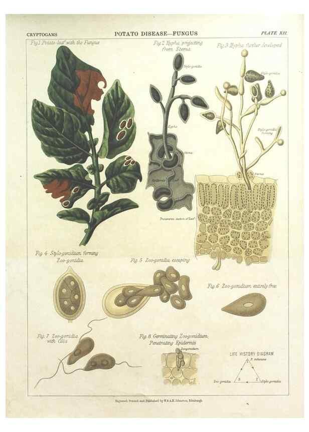 Reproducción/Reproduction 7166135119: The botanical atlas :. New York :The Century Co.,1883.