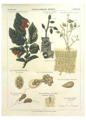 Reproducción/Reproduction 7166135119: The botanical atlas :. New York :The Century Co.,1883.