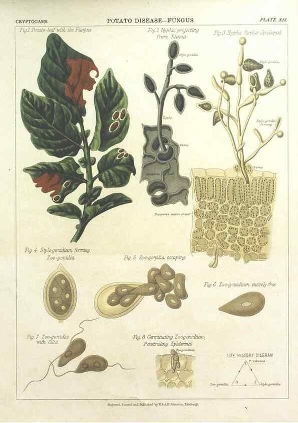 Reproducción/Reproduction 7166135119: The botanical atlas :. New York :The Century Co.,1883.