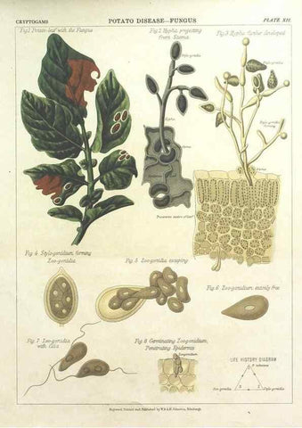 Reproducción/Reproduction 7166135119: The botanical atlas :. New York :The Century Co.,1883.