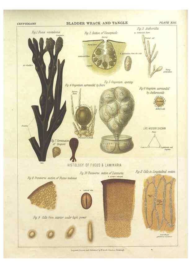 Reproducción/Reproduction 7166135781: The botanical atlas :. New York :The Century Co.,1883.