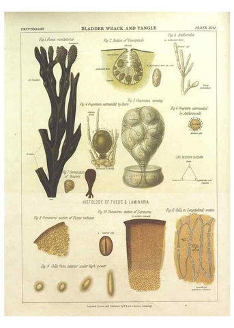 Reproducción/Reproduction 7166135781: The botanical atlas :. New York :The Century Co.,1883.