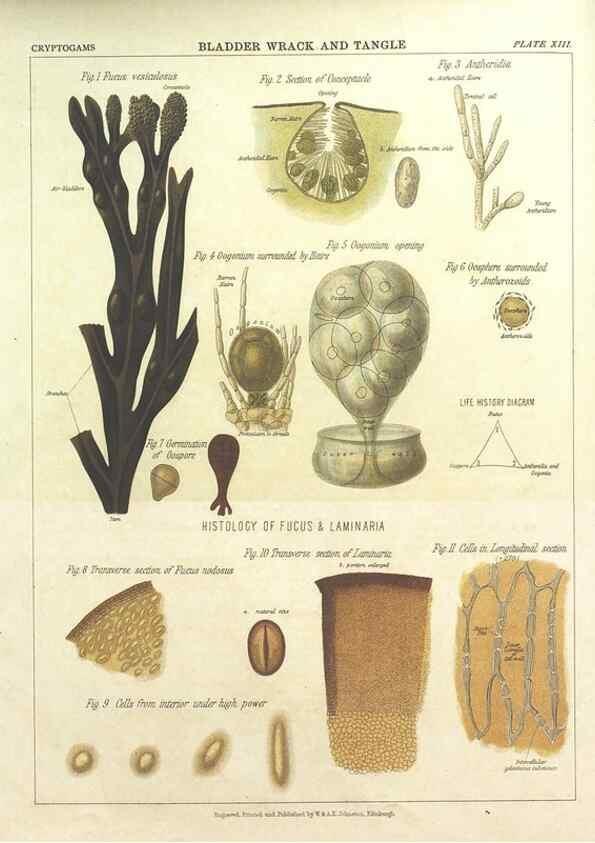 Reproducción/Reproduction 7166135781: The botanical atlas :. New York :The Century Co.,1883.