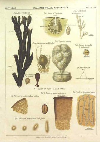 Reproducción/Reproduction 7166135781: The botanical atlas :. New York :The Century Co.,1883.