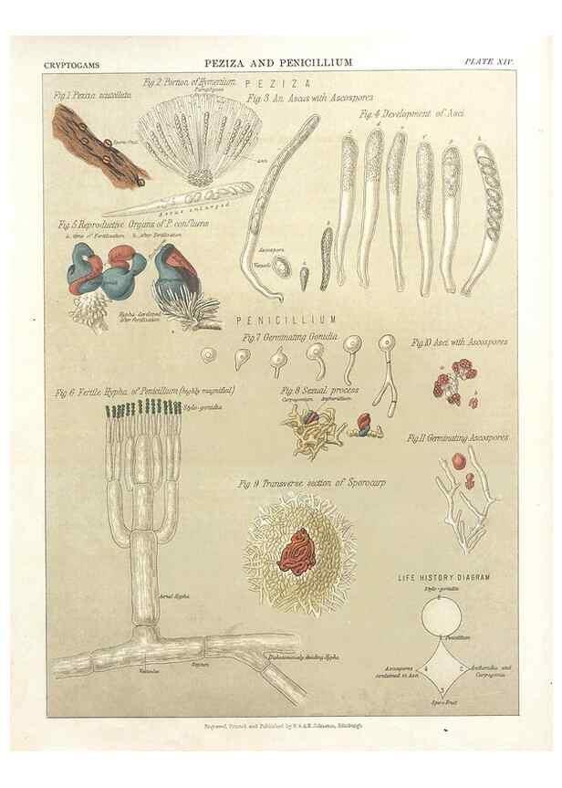Reproducción/Reproduction 7351346810: The botanical atlas :. New York :The Century Co.,1883.