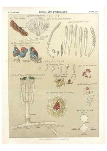 Reproducción/Reproduction 7351346810: The botanical atlas :. New York :The Century Co.,1883.