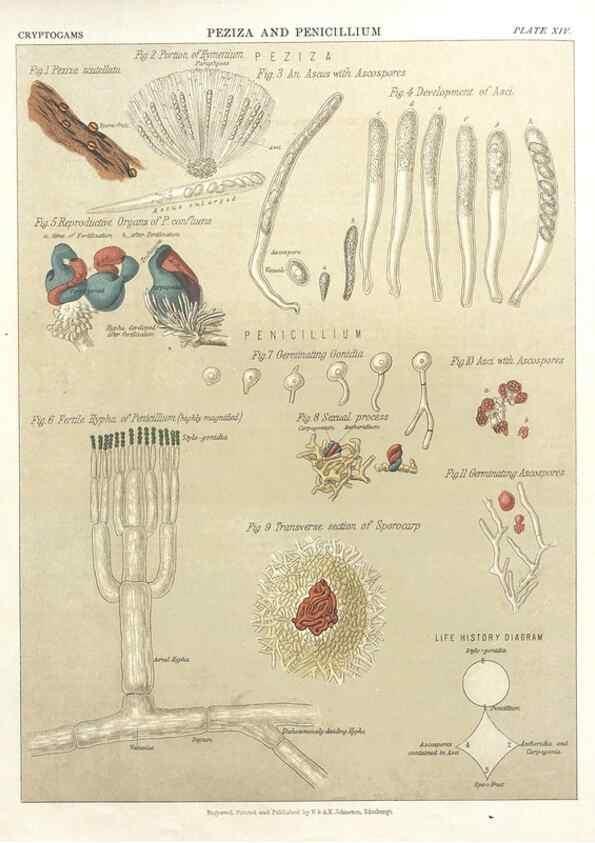 Reproducción/Reproduction 7351346810: The botanical atlas :. New York :The Century Co.,1883.