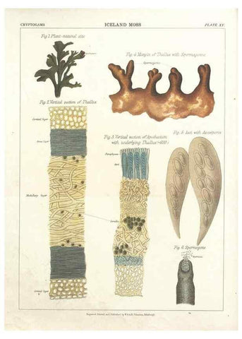 Reproducción/Reproduction 7351347404: The botanical atlas :. New York :The Century Co.,1883.