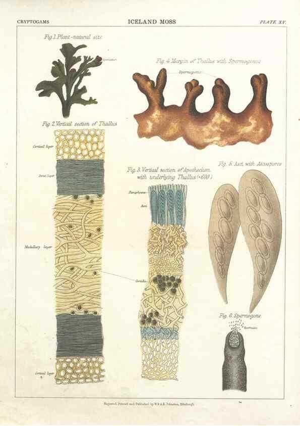 Reproducción/Reproduction 7351347404: The botanical atlas :. New York :The Century Co.,1883.