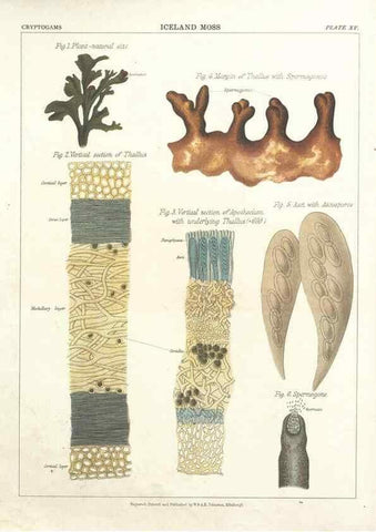 Reproducción/Reproduction 7351347404: The botanical atlas :. New York :The Century Co.,1883.