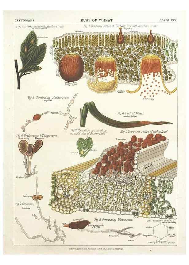 Reproducción/Reproduction 7351347916: The botanical atlas :. New York :The Century Co.,1883.