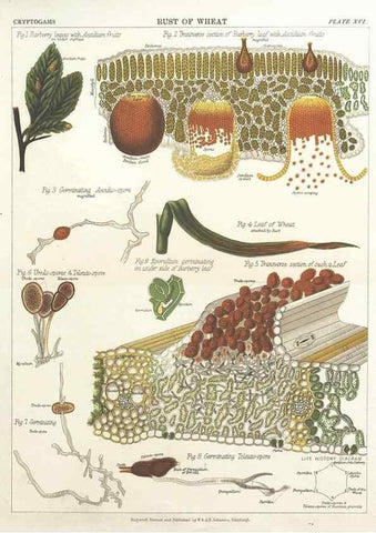 Reproducción/Reproduction 7351347916: The botanical atlas :. New York :The Century Co.,1883.