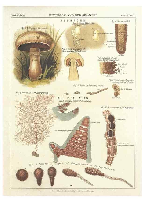 Reproducción/Reproduction 7351348390: The botanical atlas :. New York :The Century Co.,1883.