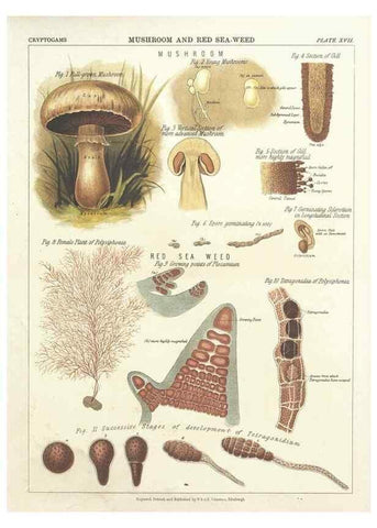 Reproducción/Reproduction 7351348390: The botanical atlas :. New York :The Century Co.,1883.