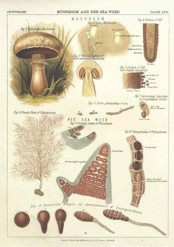 Reproducción/Reproduction 7351348390: The botanical atlas :. New York :The Century Co.,1883.