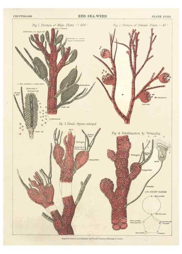 Reproducción/Reproduction 7351348922: The botanical atlas :. New York :The Century Co.,1883.