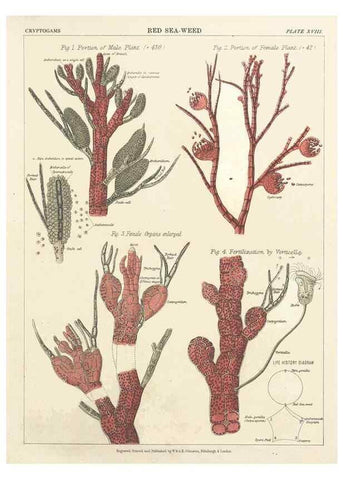 Reproducción/Reproduction 7351348922: The botanical atlas :. New York :The Century Co.,1883.
