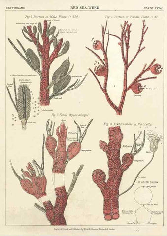Reproducción/Reproduction 7351348922: The botanical atlas :. New York :The Century Co.,1883.