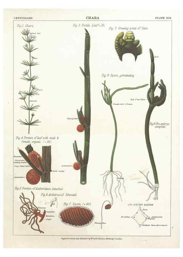 Reproducción/Reproduction 7166139373: The botanical atlas :. New York :The Century Co.,1883.