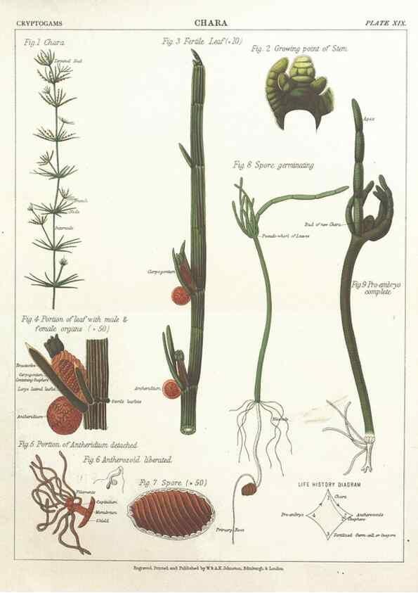 Reproducción/Reproduction 7166139373: The botanical atlas :. New York :The Century Co.,1883.