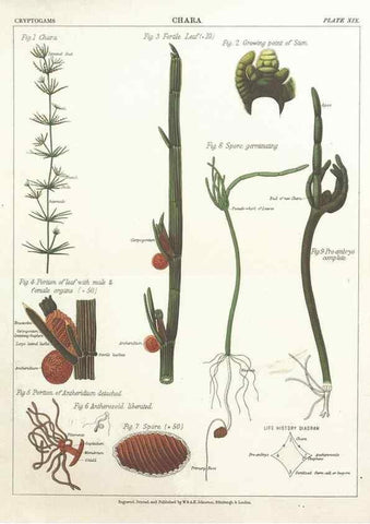 Reproducción/Reproduction 7166139373: The botanical atlas :. New York :The Century Co.,1883.