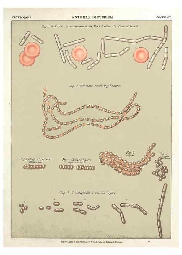 Reproducción/Reproduction 7166130503: The botanical atlas :. New York :The Century Co.,1883.