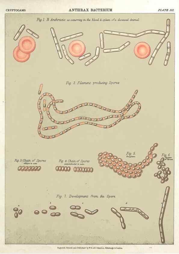 Reproducción/Reproduction 7166130503: The botanical atlas :. New York :The Century Co.,1883.