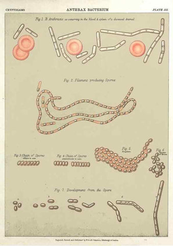 Reproducción/Reproduction 7166130503: The botanical atlas :. New York :The Century Co.,1883.